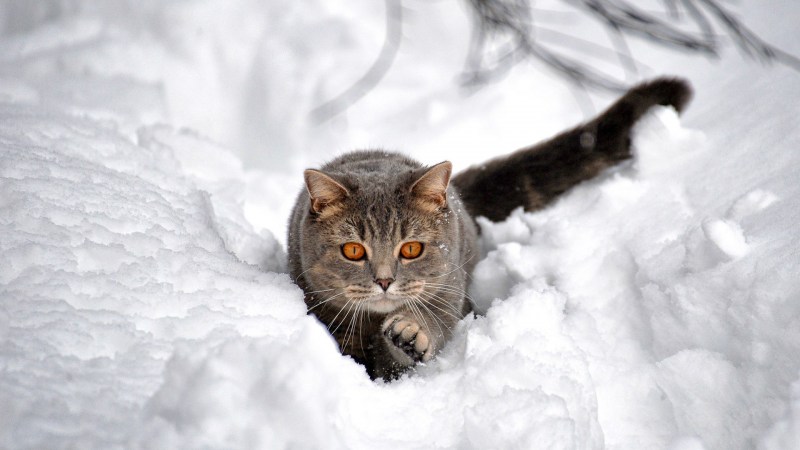Снежный кот