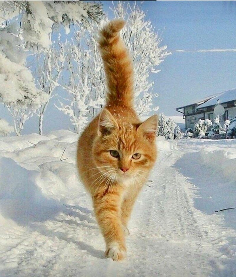 Кот в снегу