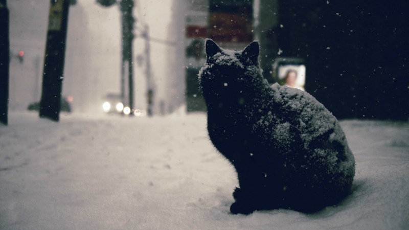 Зимний кот