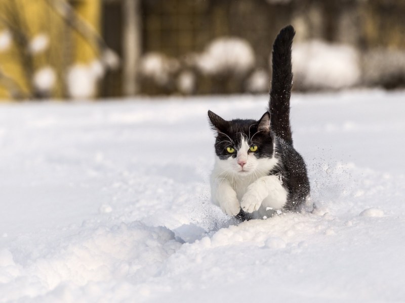Кошки зимой