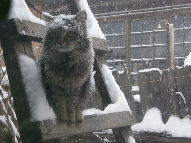 Бездомные коты зимой
