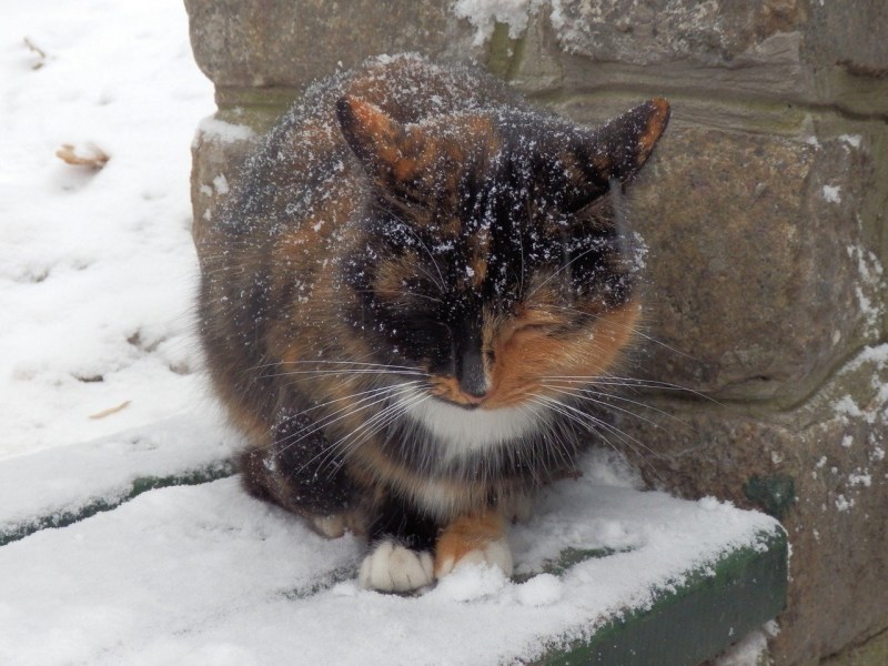 Уличные коты зимой