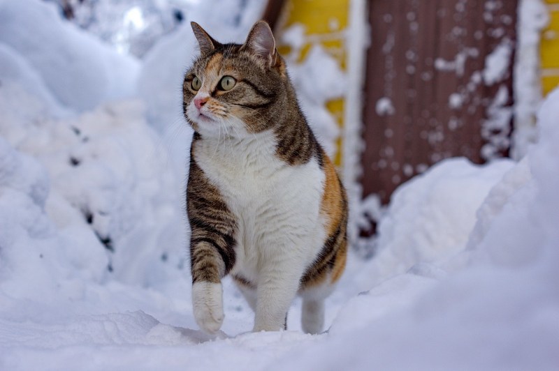 Котята зимой