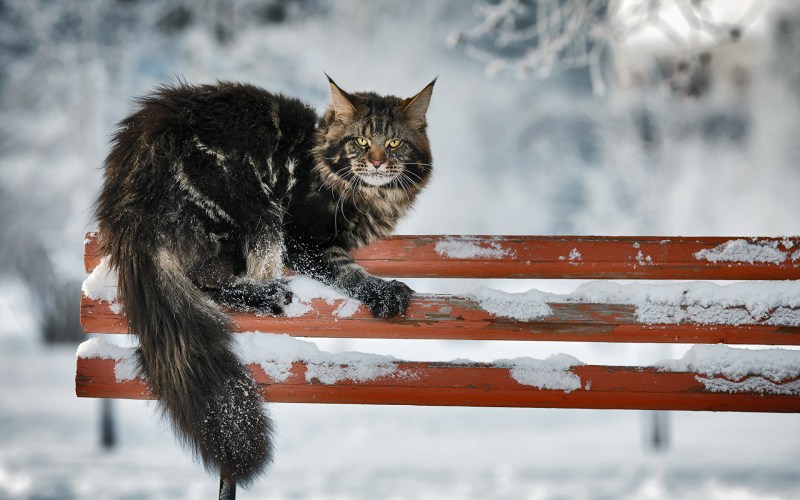 Кот зима