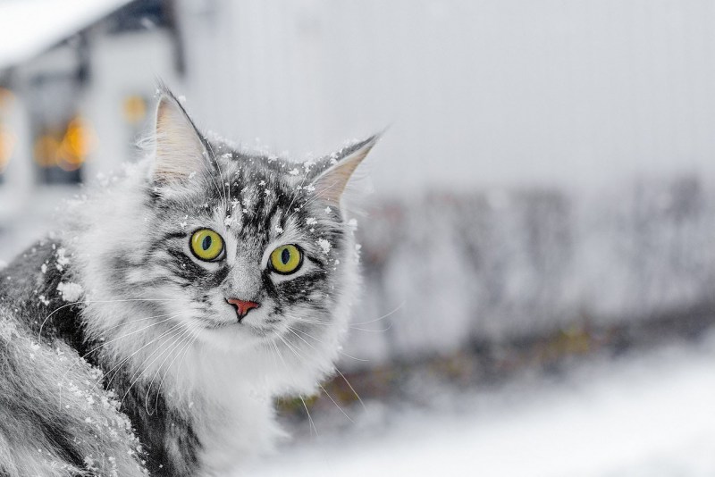 Котики зимой