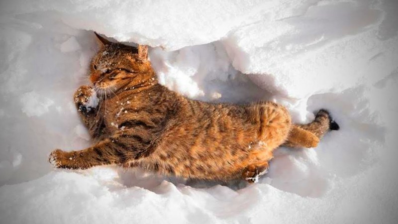 Котенок в сугробе