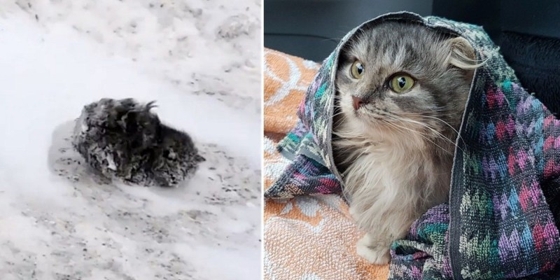 Замерзший котенок