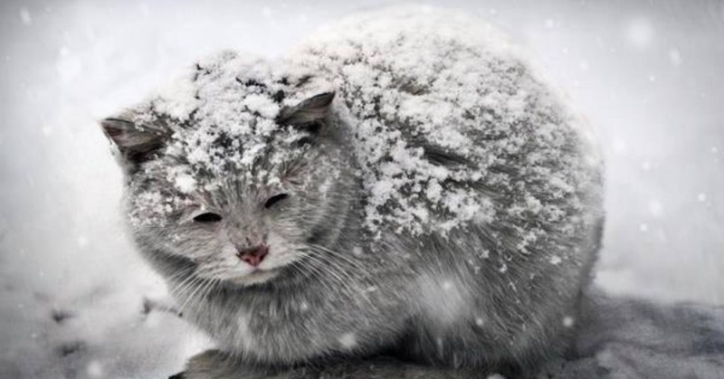 Бездомный кот
