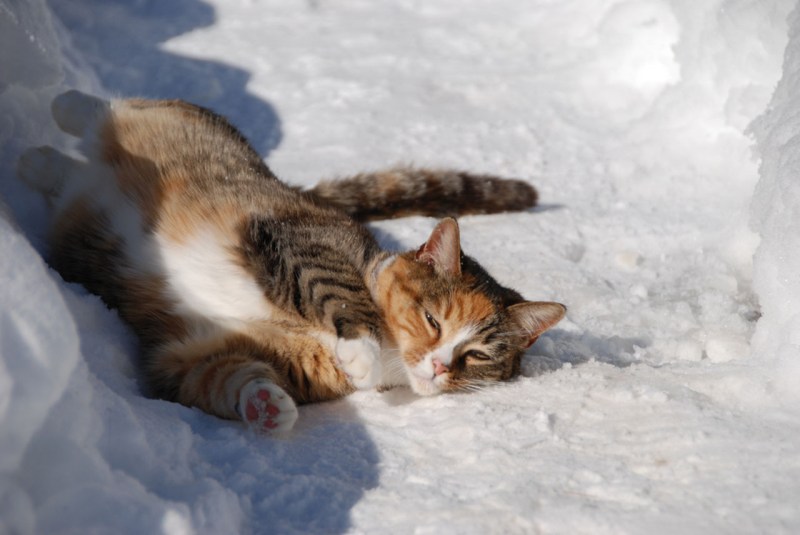 Котенок в снегу