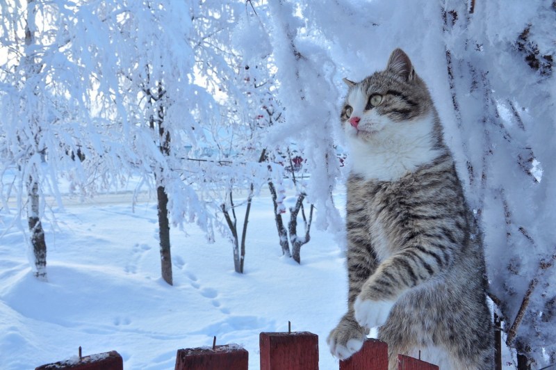 Деревенские коты зимой