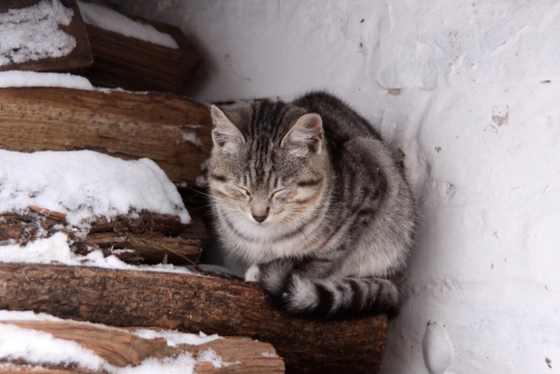 Котик мерзнет