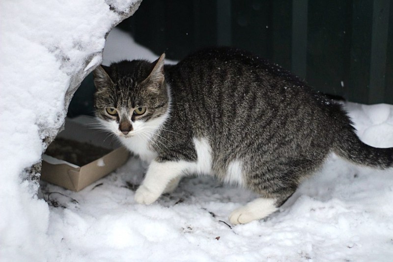 Замерзающие кошки