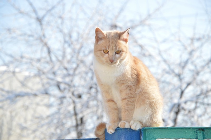Рыжий кот на улице