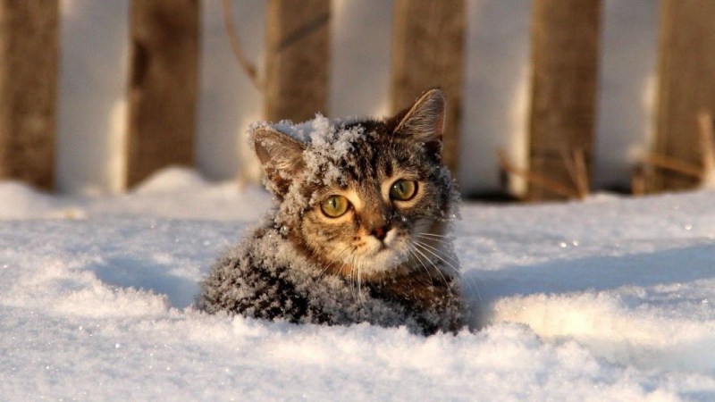 Кот в снегу