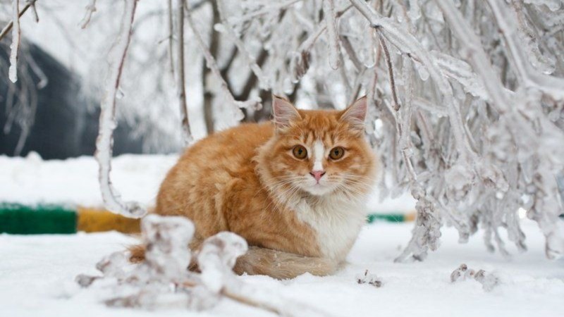 Кошка зимой на улице