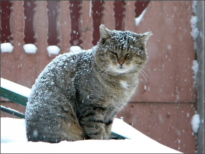 Котик под снегом