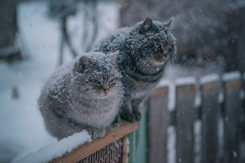 Коту холодно