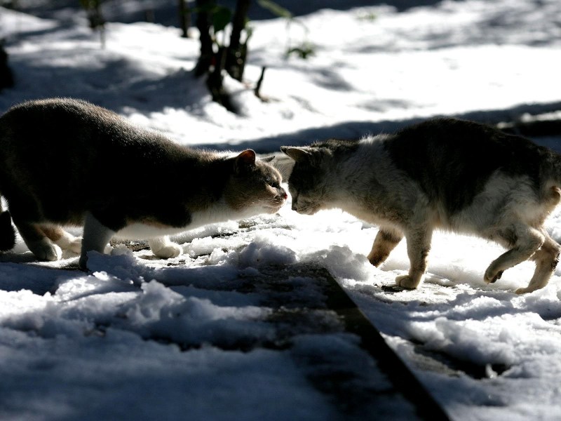Кот зимой