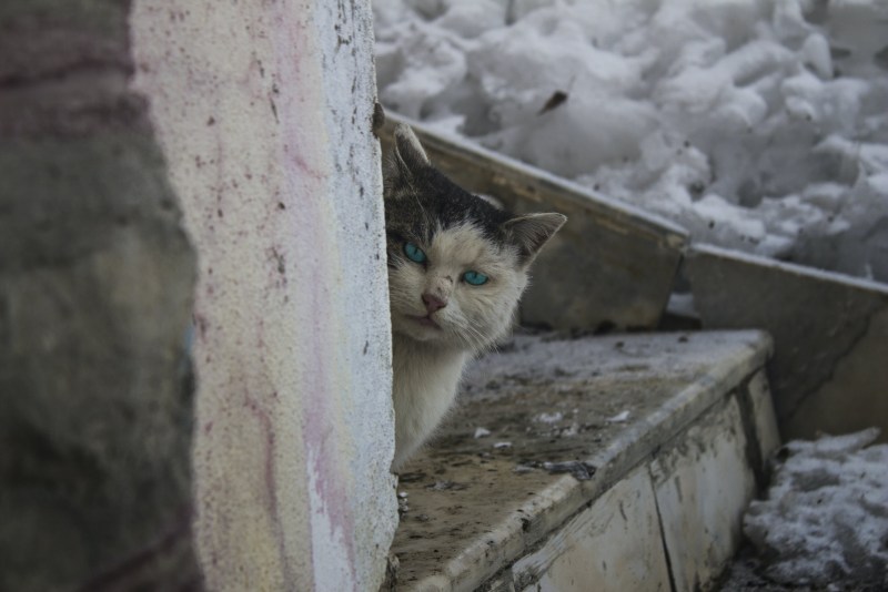 Бездомные кошки зимой
