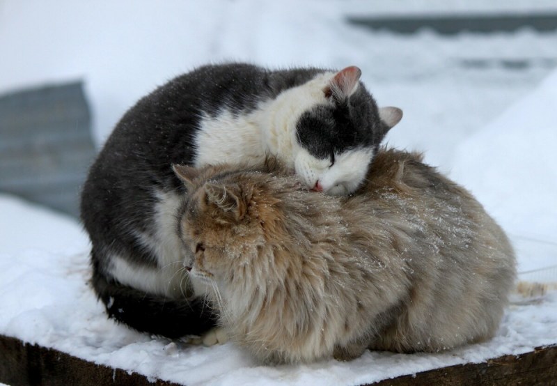 Бездомные кошки зимой