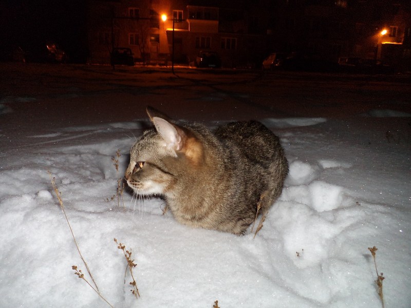 Кот в снегу