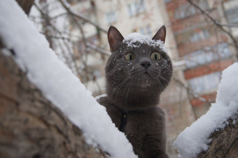 Зимние коты