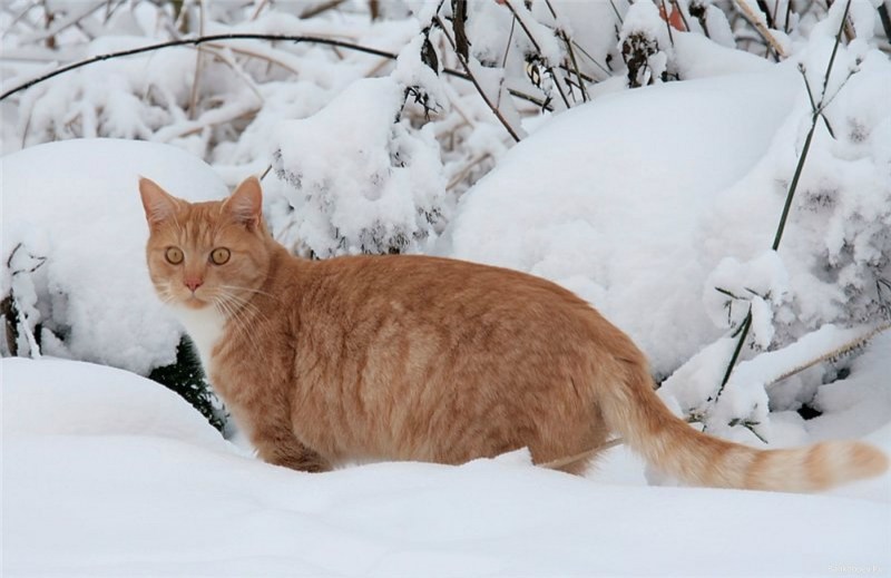Рыжие коты на снегу