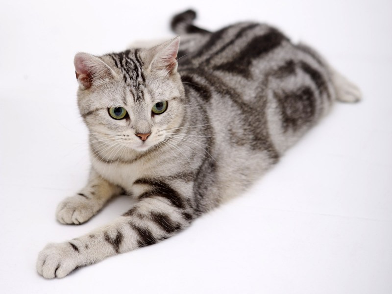 Американская короткошерстная кошка