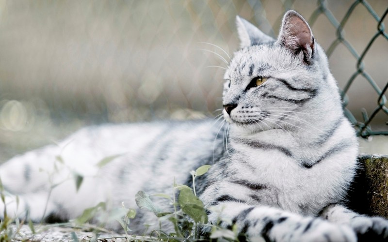 Красивые коты