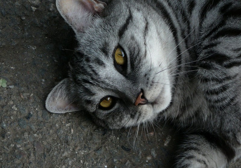 Кошка серая