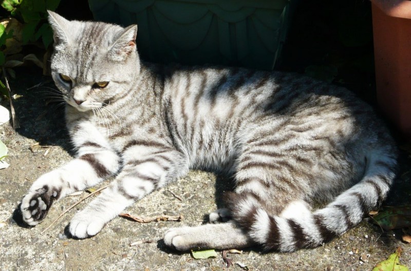 Британская кошка табби