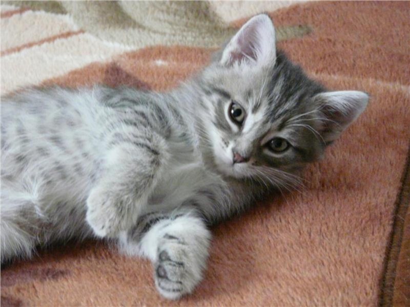 Котенок серый с белым