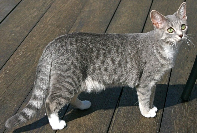 Египетская МАУ кошка