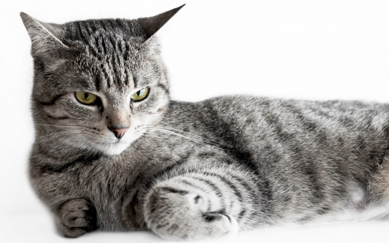 Белая полосатая кошка
