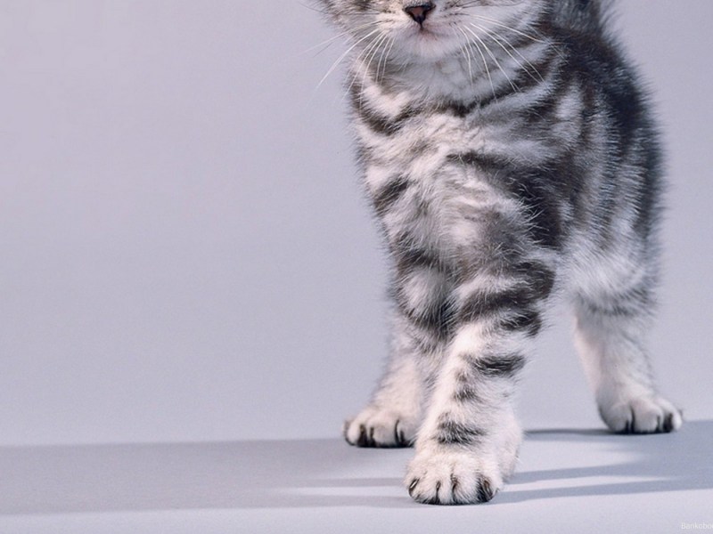 Котенок на однотонном фоне