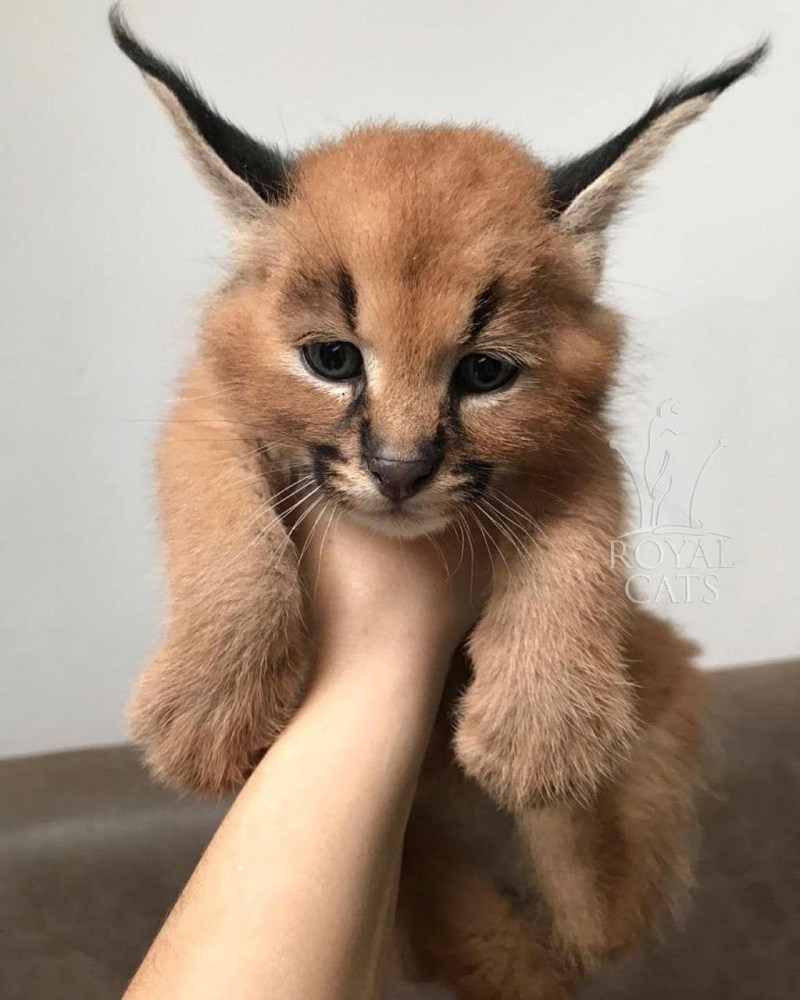 Котята породы каракал