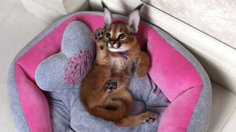 Кошка Рысь домашняя