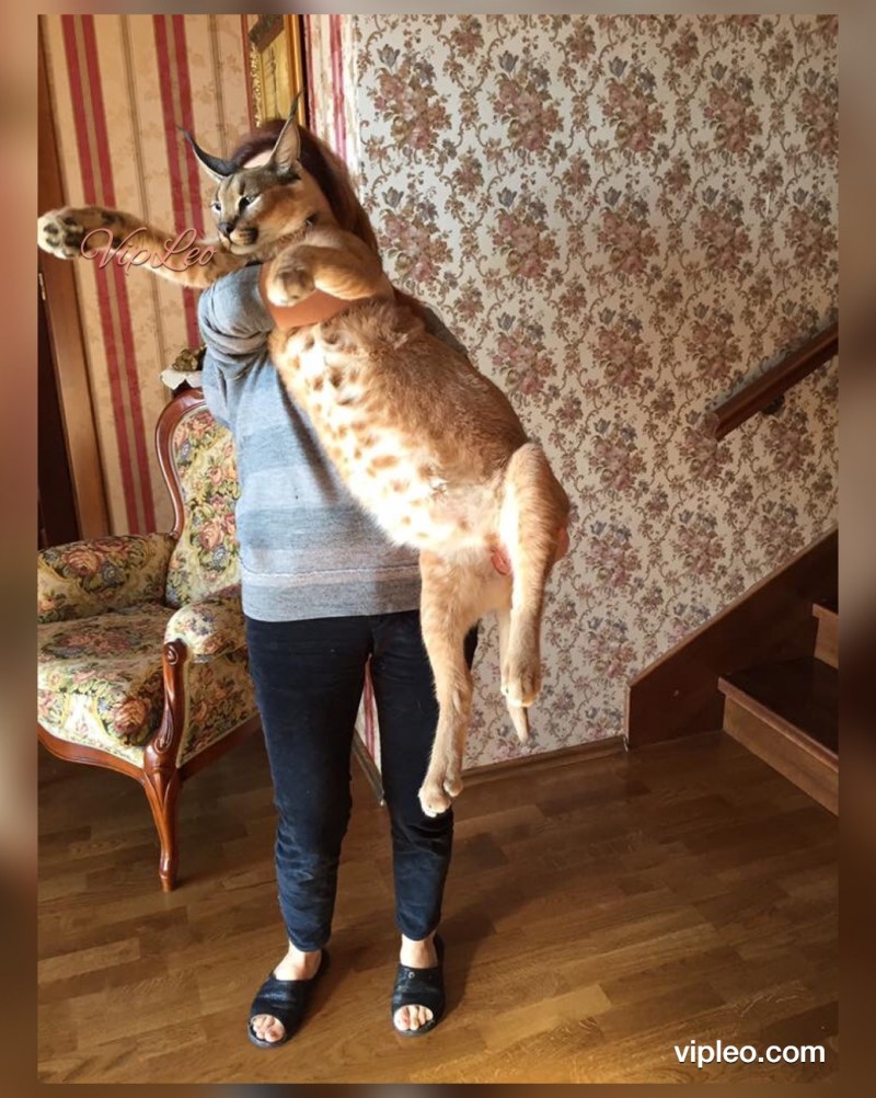 Шлёпа сервал