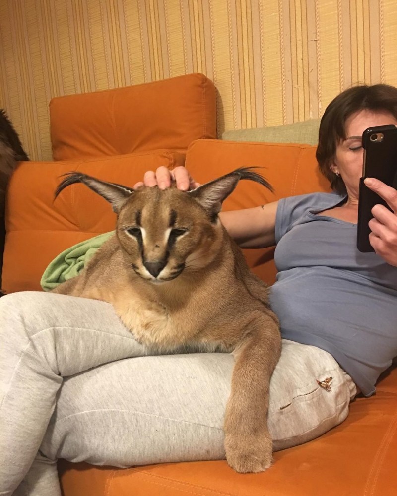 Каракал Гоша большой Шлепа