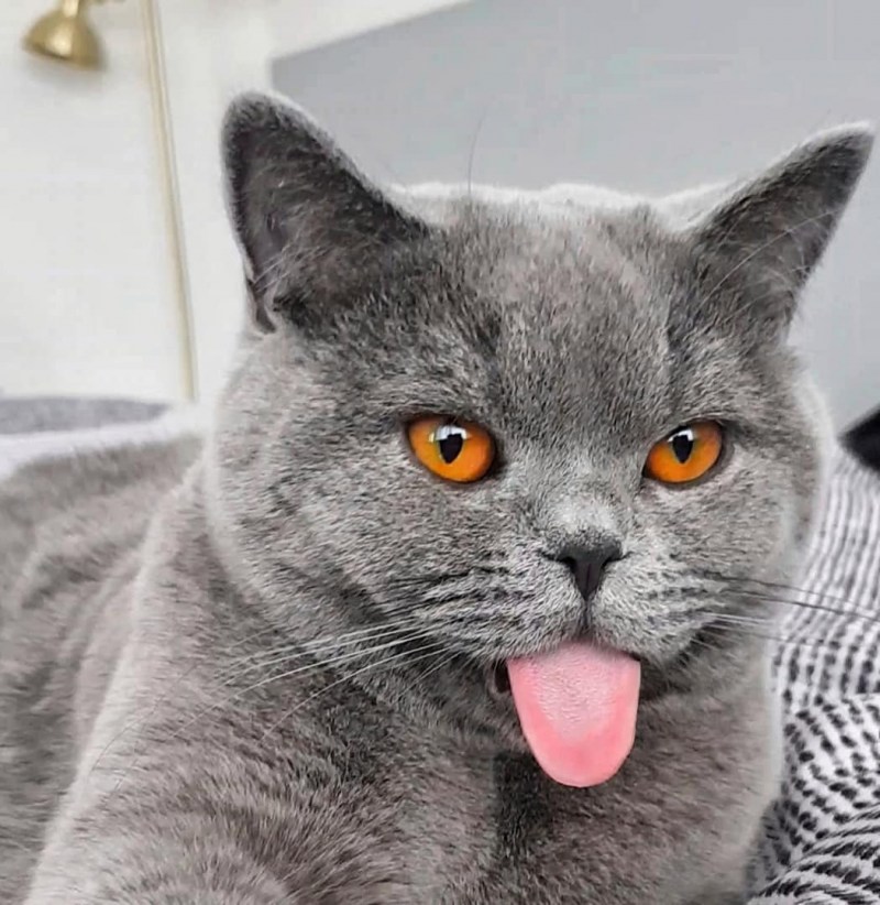 Коты британские короткошерстные