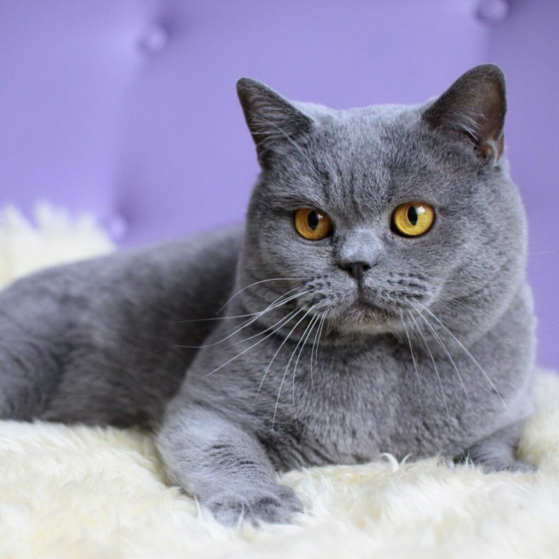 Британский короткошерстный кот