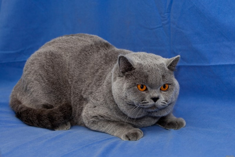 Британская короткошёрстная кошка
