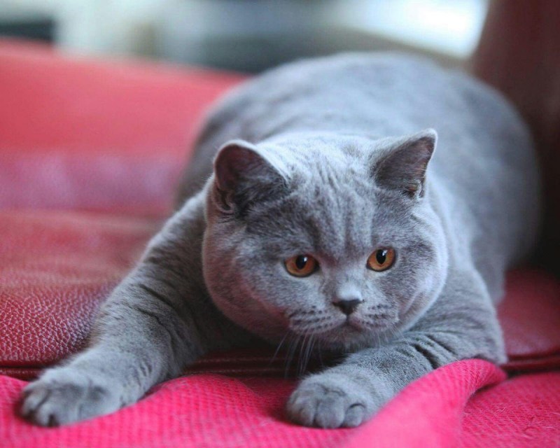 Британская короткошёрстная кошка