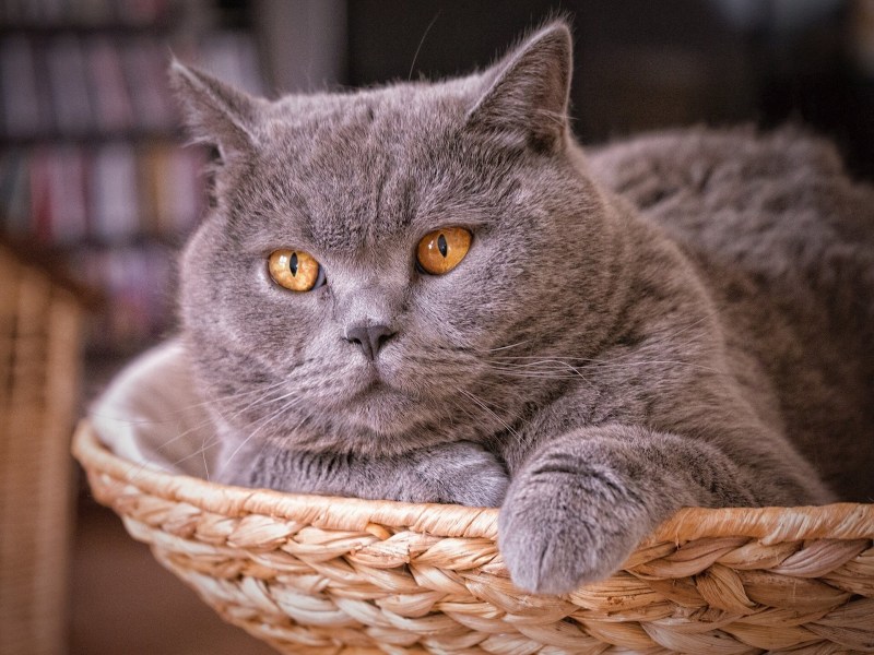 Британская кошка короткошерстная серая