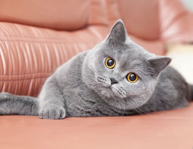 Британская короткошёрстная кошка