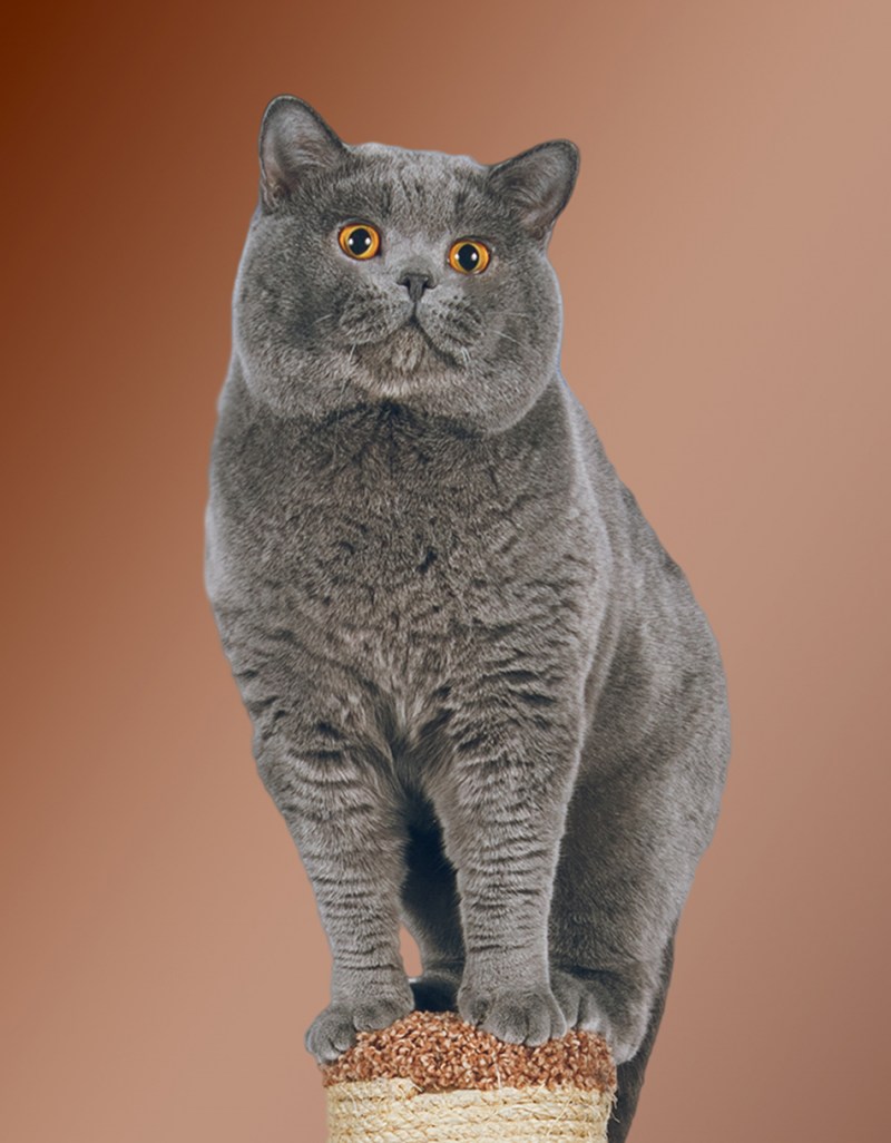 Британская короткошёрстная кошка