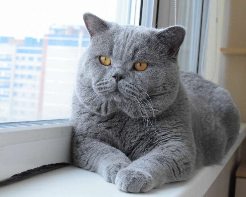 Кошка голубой британец