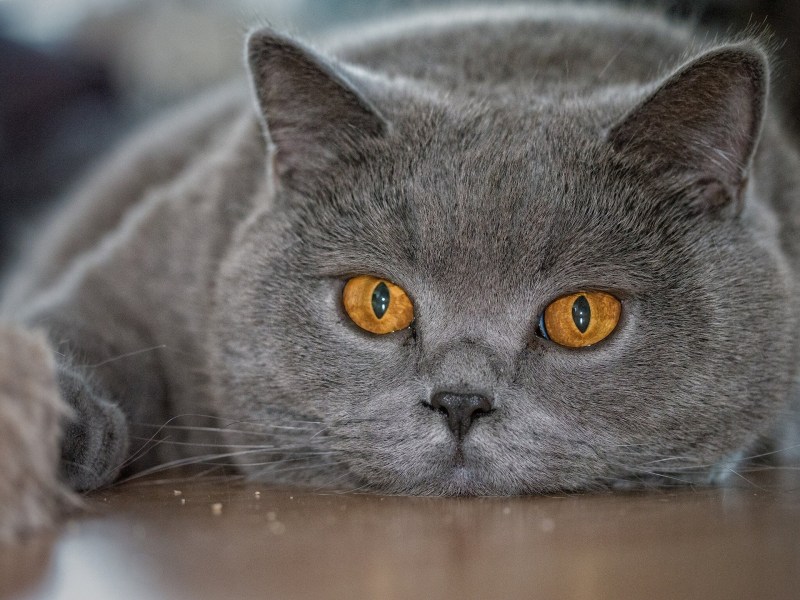 Британский короткошерстный кот серый