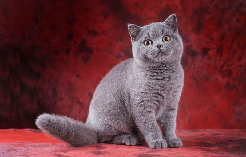 Шотландская прямоухая короткошерстная