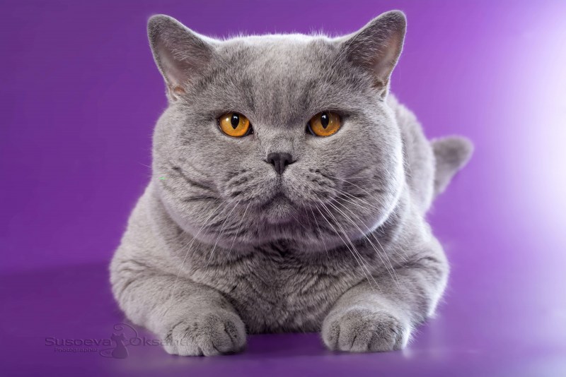 Британский короткошерстный кот